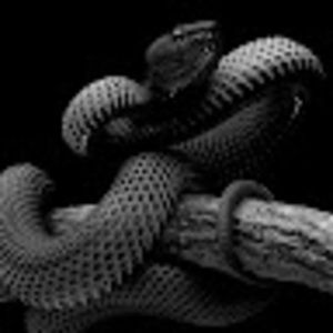 Meet your Posher, Levi